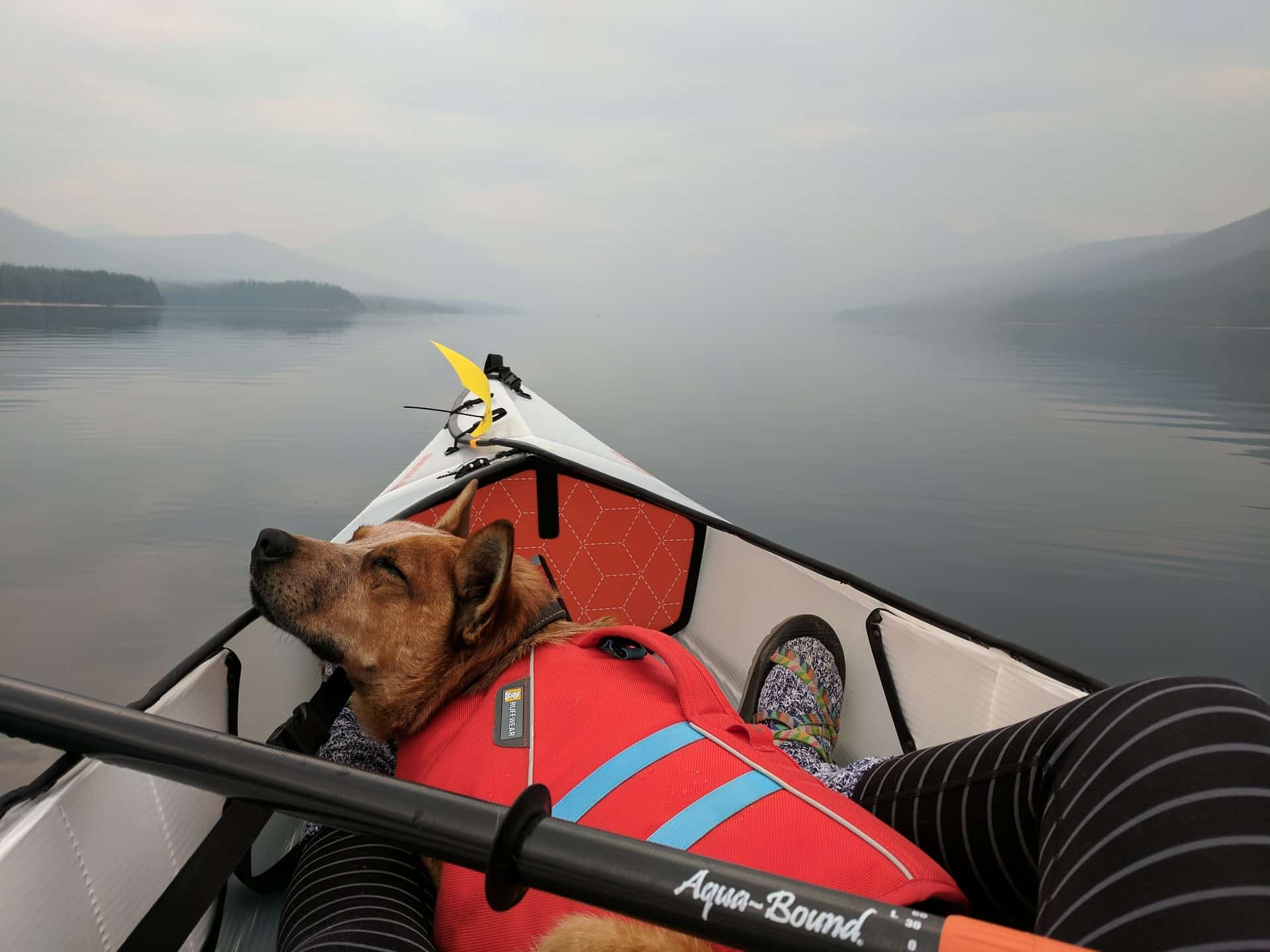Boating with Your Dog