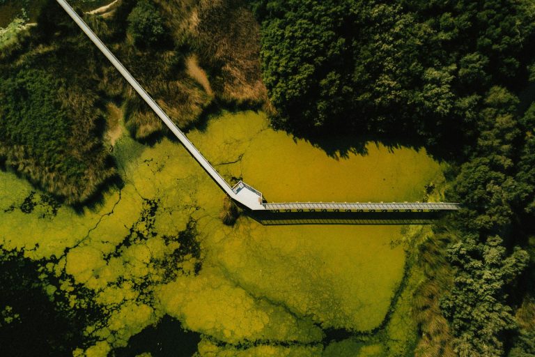 dock algae dock algae